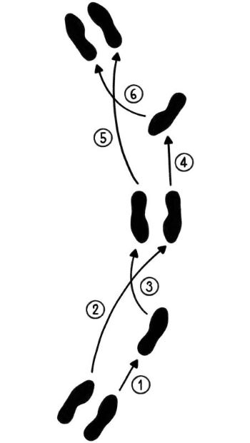 Illustration of the Step Sequence of the Viennese Waltz