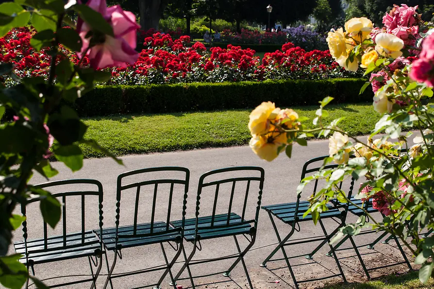  Roses in the Volksgarten 