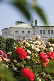 Roses in the Volksgarten with the Burgtheater in the background