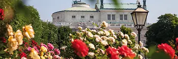 Rosas en el Volksgarten con el Burgtheater al fondo