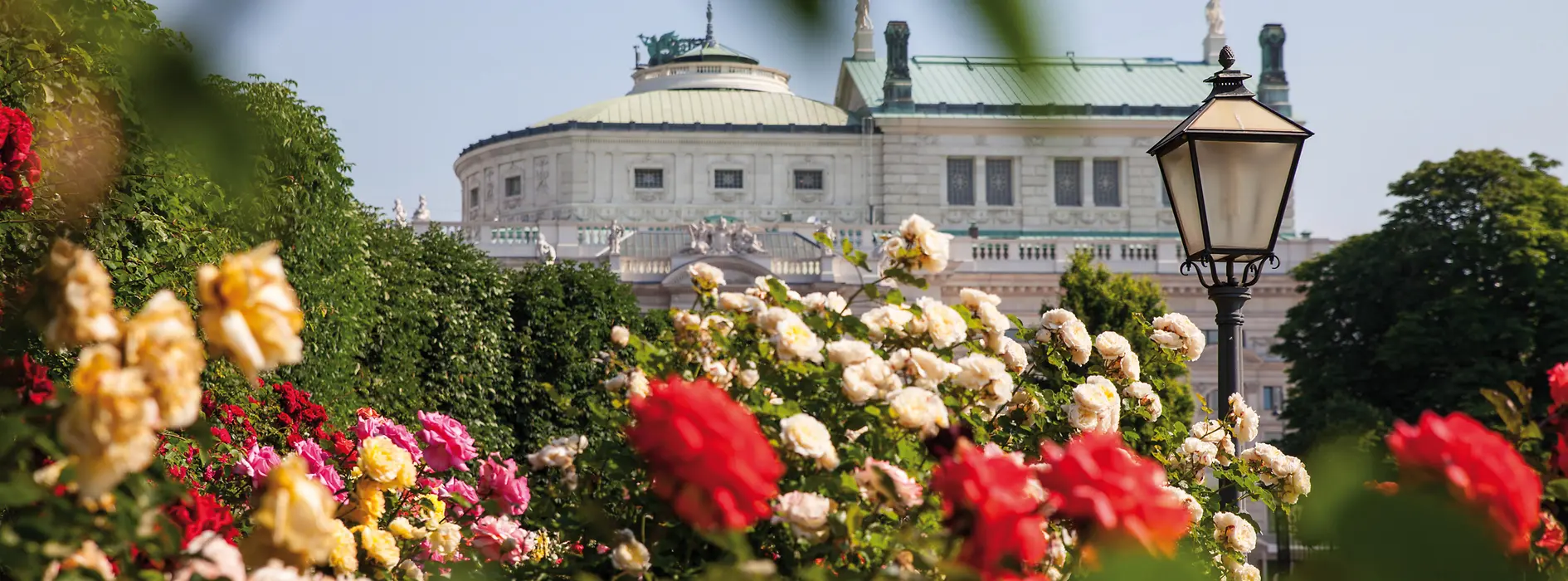 Roses in the Volksgarten with the Burgtheater in the background