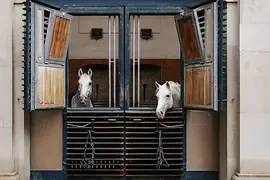 Spanish Riding School 