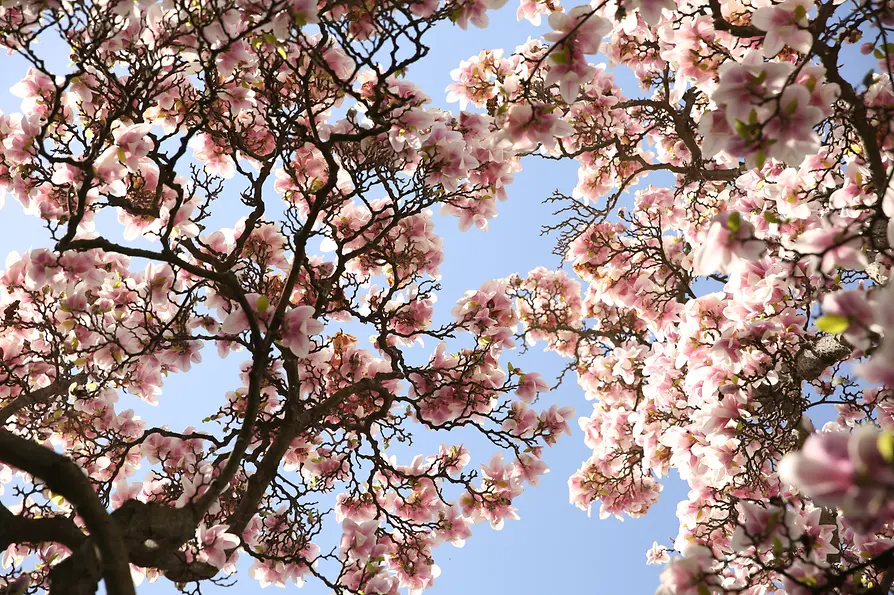 Blütenpracht in Wiener Park