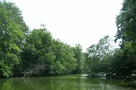 The Heustadlwasser surrounded by trees