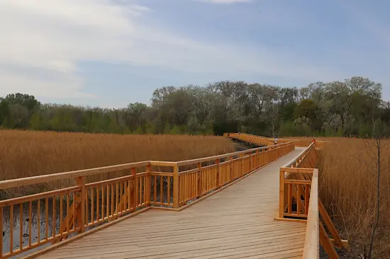 The Josefsteg leads through a reed bed