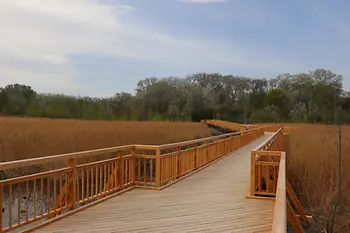 The Josefsteg leads through a reed bed