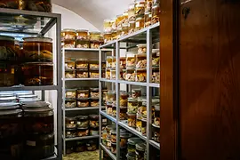 Collection of Anatomical Pathology in the Madhouse Tower