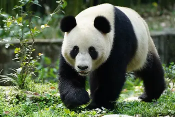 Panda "Lan Yun", Schönbrunn Zoo