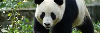 Panda "Lan Yun", Schönbrunn Zoo