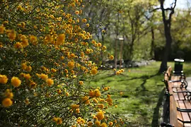Yellow flowers behind a row of benches in a park